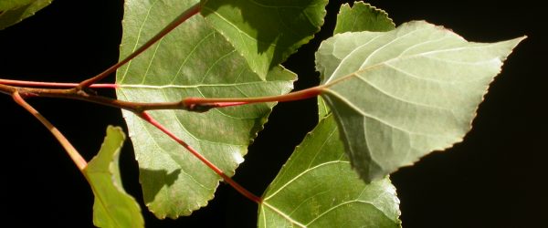 Zoom sur les feuilles d'un peuplier grisard